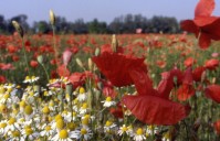 Esperienze nella campagna lodigiana e degustazione dei suoi prodotti